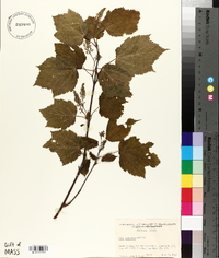 Acer spicatum image