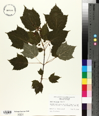 Acer spicatum image