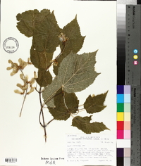 Acer spicatum image