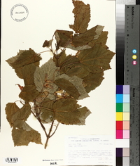 Acer spicatum image