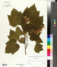 Acer spicatum image