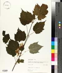 Acer spicatum image