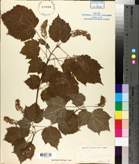 Acer spicatum image