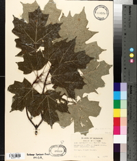 Acer saccharum var. glaucum image