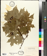 Acer saccharum var. glaucum image