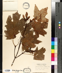Acer saccharum var. glaucum image