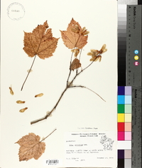 Acer spicatum image