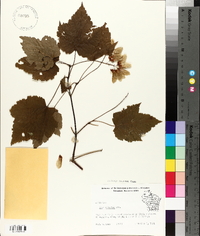 Acer spicatum image