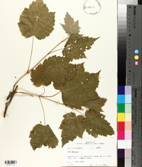 Acer spicatum image