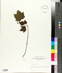 Acer spicatum image