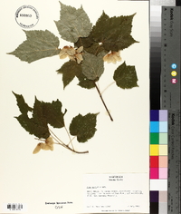 Acer spicatum image