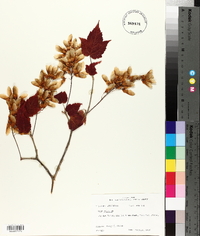 Acer spicatum image