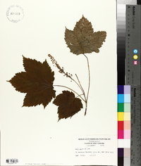 Acer spicatum image