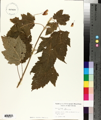 Acer spicatum image