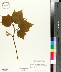 Acer pensylvanicum image