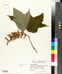 Acer pensylvanicum image