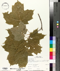 Acer nigrum image