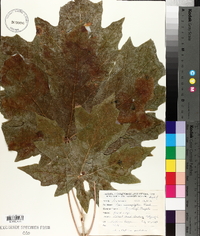 Acer macrophyllum image