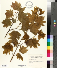 Acer circinatum image