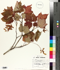 Acer spicatum image