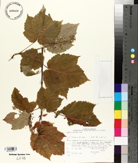 Acer spicatum image