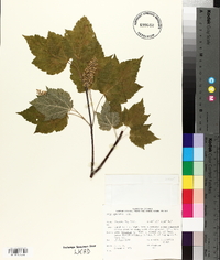 Acer spicatum image