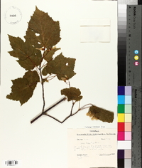 Acer spicatum image