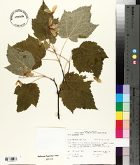 Acer spicatum image