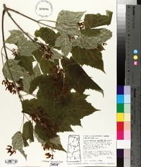 Acer spicatum image