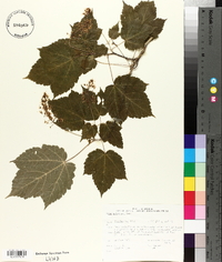 Acer spicatum image