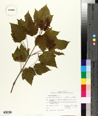 Acer spicatum image