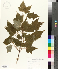 Acer spicatum image