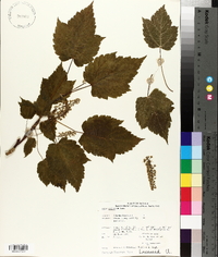 Acer spicatum image