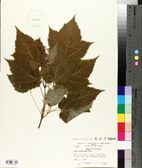 Acer spicatum image