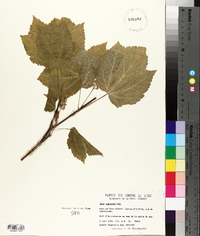 Acer spicatum image