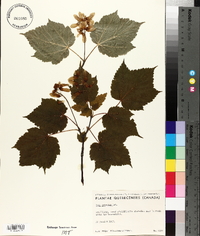 Acer spicatum image