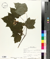 Acer spicatum image