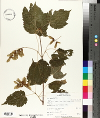 Acer spicatum image