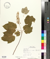 Acer spicatum image