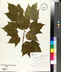 Acer spicatum image