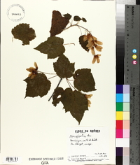 Acer spicatum image