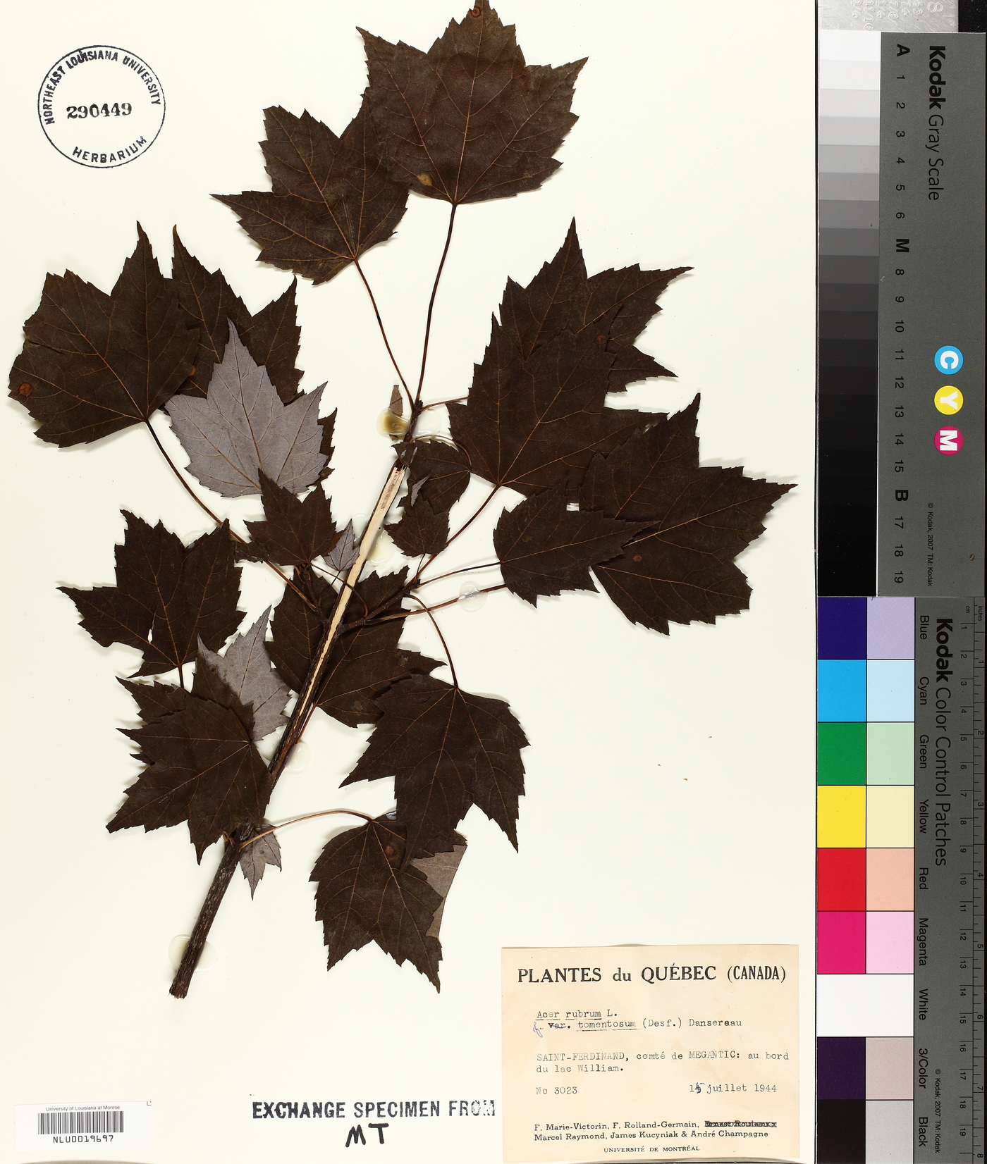 Acer rubrum var. tomentosum image