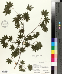 Acer sieboldianum image