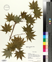 Acer sieboldianum image