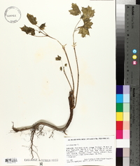 Acer platanoides image