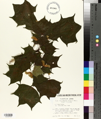 Acer pictum subsp. pictum image