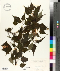 Acer crataegifolium image