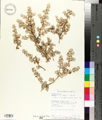 Alternanthera pungens image