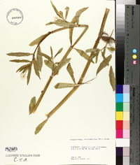 Alternanthera philoxeroides image