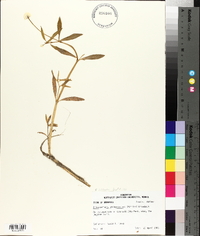 Alternanthera philoxeroides image